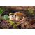 Eekhoorntjesbrood & Witte Truffel saus pot naast een paddenstoel