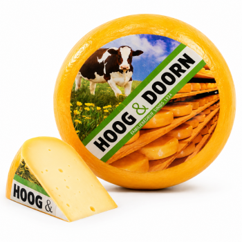 Goudse jong belegen
